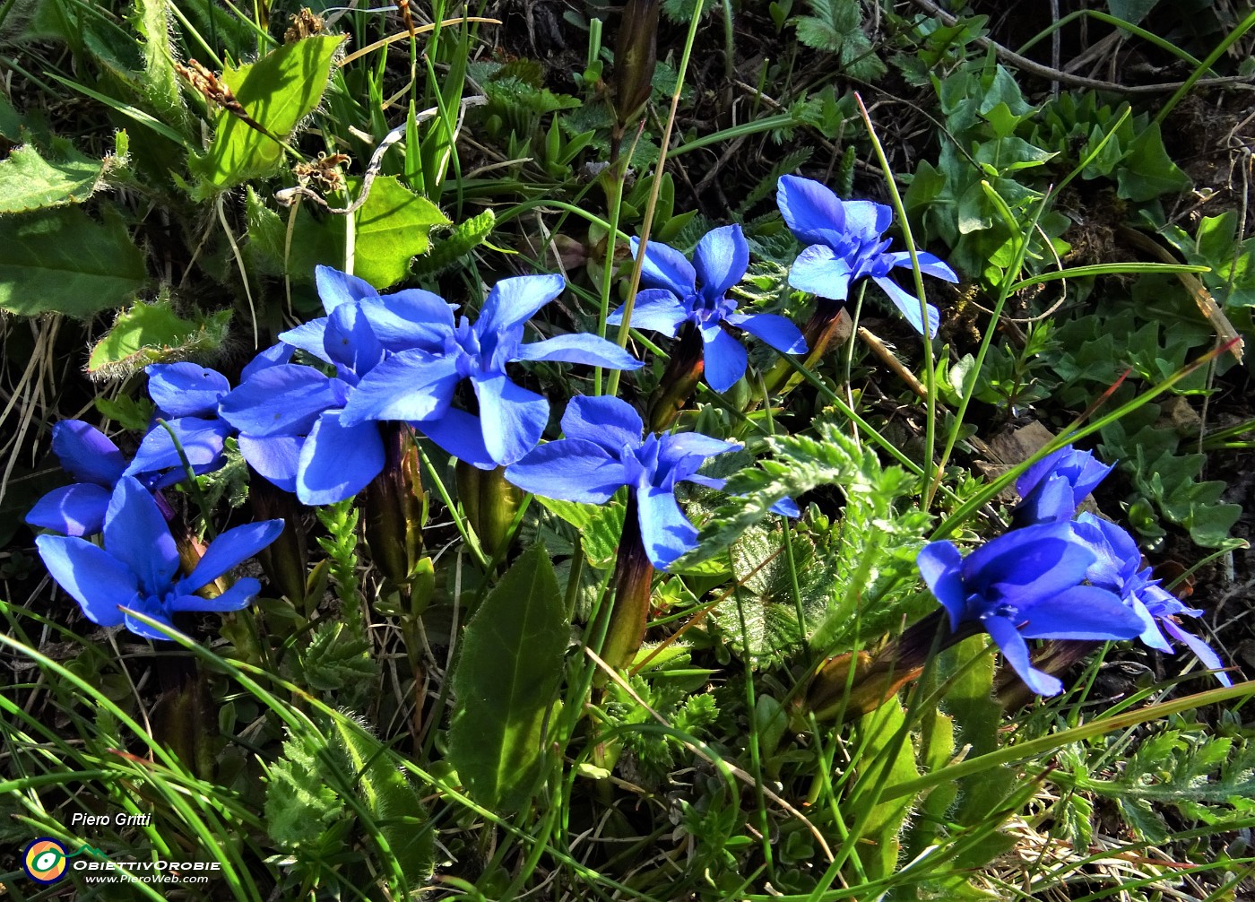 04 Genzianelle di primavera (Gentiana verna).JPG